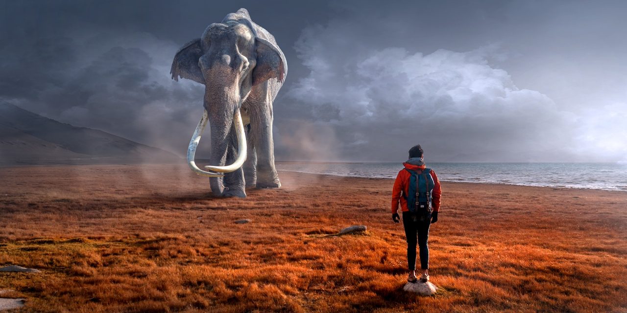 spis en elefant, sportsmind.dk, mentaltræning mål og nytårsforsæt